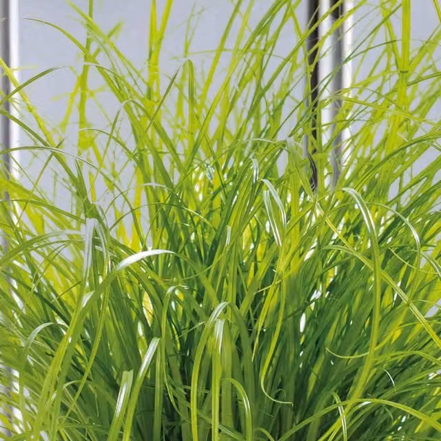 Unwins Cyperus Cat Grass Seeds Zumula Green