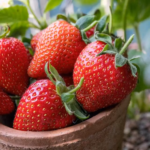 Marshalls Garden Strawberry Symphony Red Berry Bush in a Grow Bag