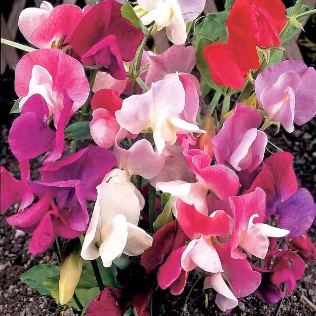 Unwins Continental Mix Sweet Pea Flower Seeds, Multicolour