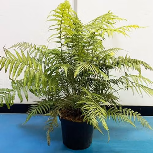 Thompson and Morgan Dicksonia Antarctica Australian Tree Fern, Green, 1x 9cm Pot