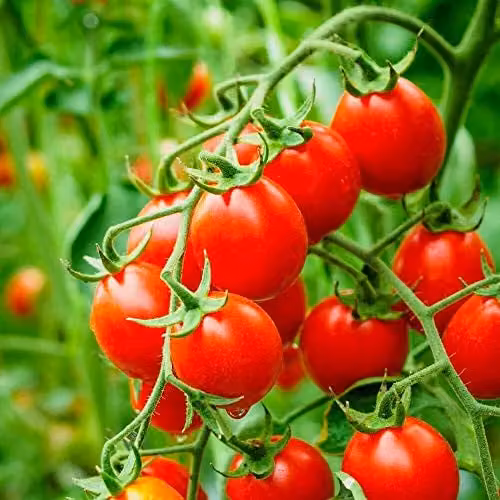 Thompson and Morgan Organic Koralik Tomato Seeds, Red Fruit Vegetable, 8 Seeds