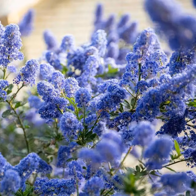 Marshalls Garden Ceanothus Victoria Blue Ornamental Shrub