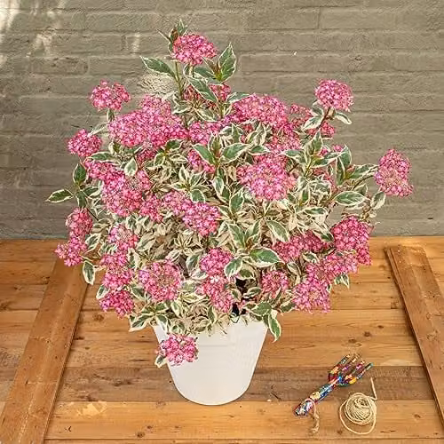 Thompson and Morgan Hydrangea serrata Euphoria Pink Hardy Ornamental Shrub, 3 Litre Potted Plant