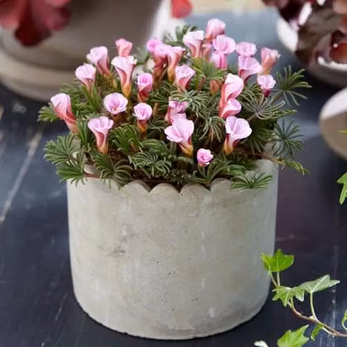 Thompson & Morgan Oxalis Autumn Pink Bulbs, 10 Bulbs, Rose-Pink Candy-Striped Flowers