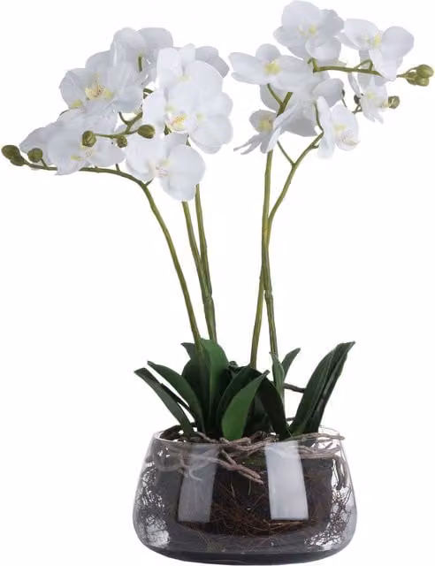 Hill Interiors Potted Orchid in a Green and White Glass Pot