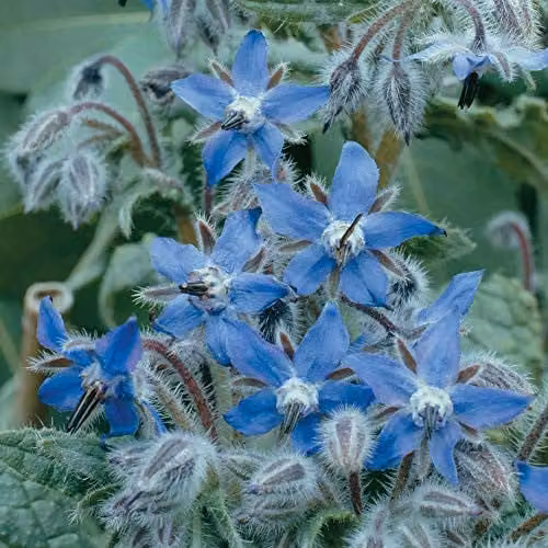 Thompson and Morgan Borage Herb Seeds, 100 Seeds per Packet, Silver and Blue Flowering Garden Plants