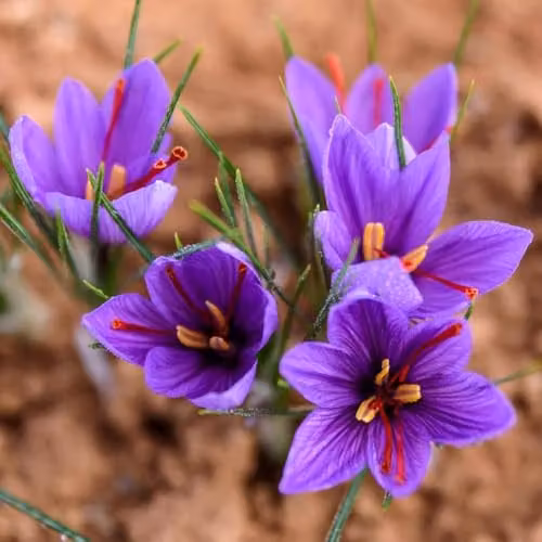 YouGarden Saffron Crocus Crocus sativus Bulbs, 40 Bulbs, Purple and Red Autumn Flowers – 1
