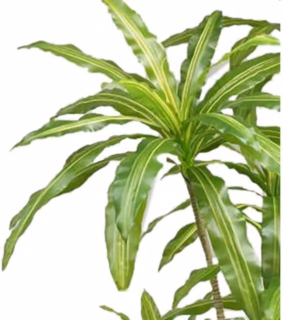 Leaf Design UK Artificial Striped Dracaena Tropical House Plant in Green and Black, Height: 180 cm, Width: 90 cm