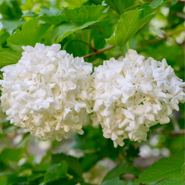 Thompson & Morgan Viburnum Opulus Roseum Hardy Ornamental Shrub with White, Pink, Purple and Red Flowers