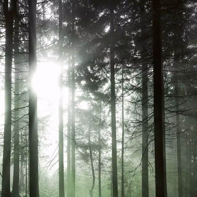 Sun Rays Green Wall Mural, Width: 192 cm