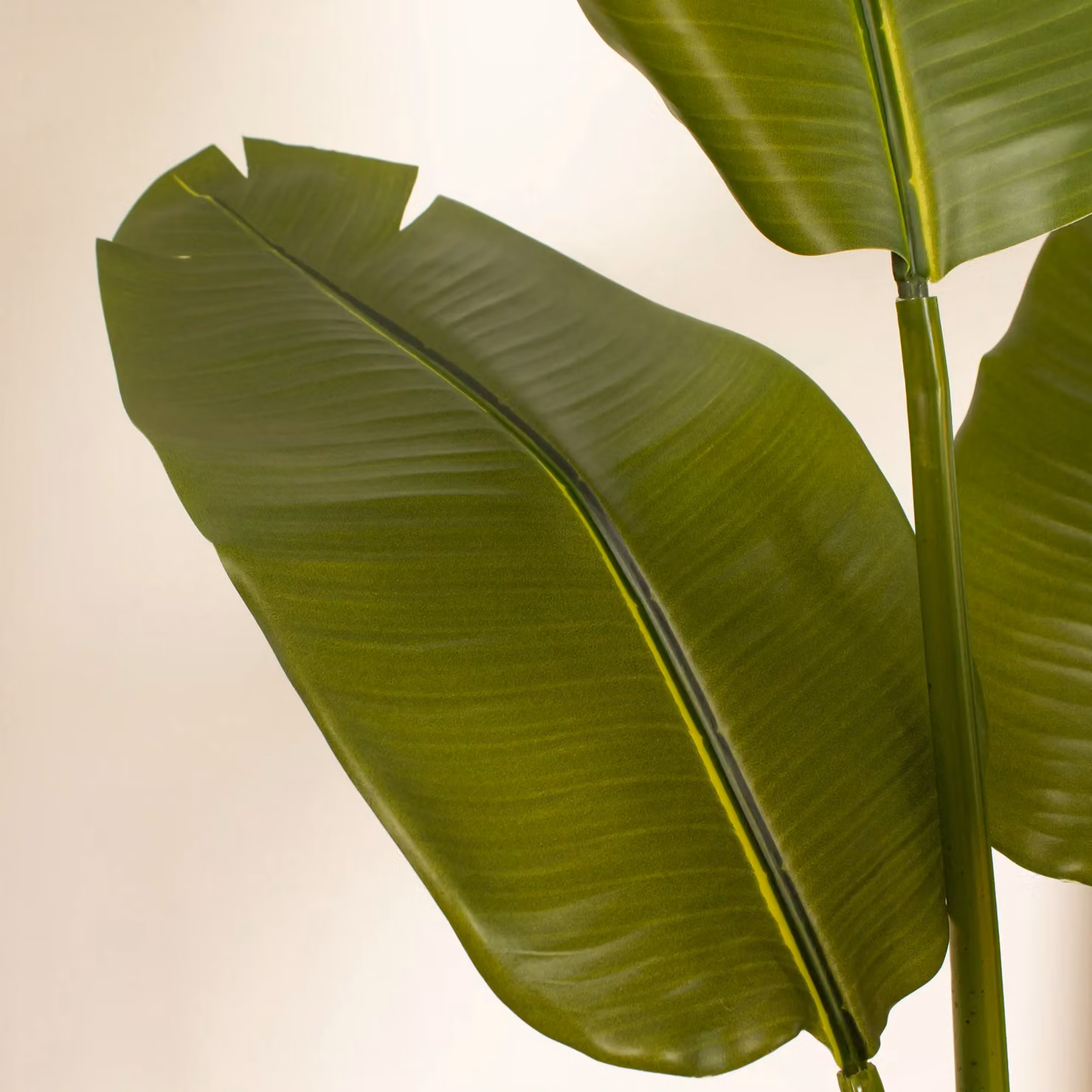 Scottish Everlastings Ltd Real Touch Banana Tree, Green, Height: 120 cm – 2