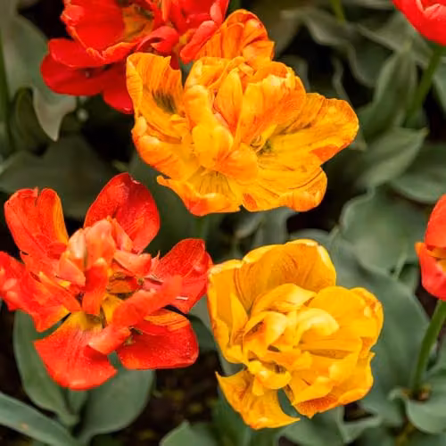 Thompson and Morgan Nurseryman's Choice Tulip Bulbs, Multicolour Spring Flowering Mix, 16 Bulbs – 2