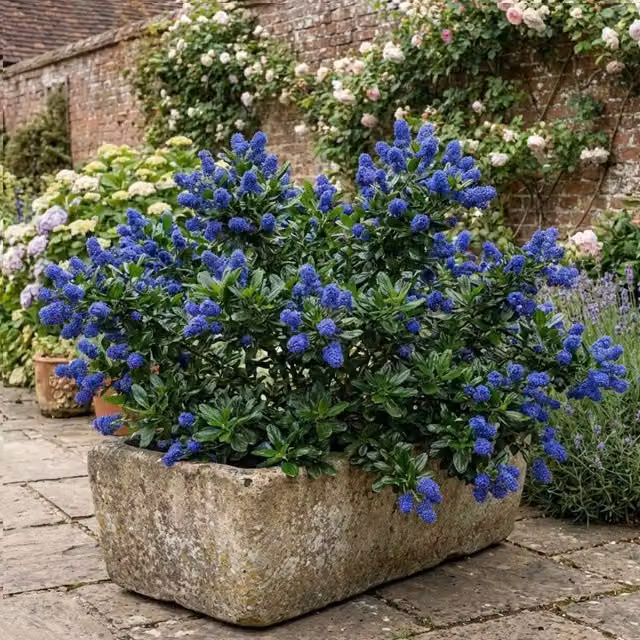 Plants By Post Ceanothus Yankee Point Blue Ornamental Shrub, 3L Pot