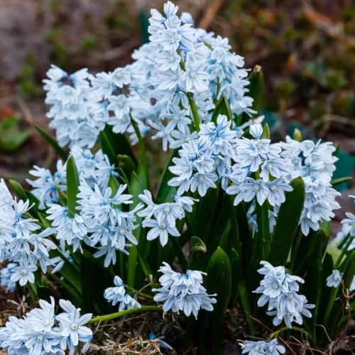 YouGarden Puschkinia libanotica Spring Flower Bulbs, 60 Bulbs, Blue, White and Multicolour – 4