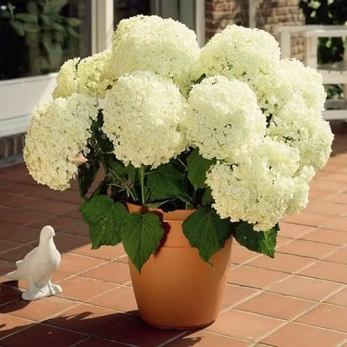Thompson & Morgan Hydrangea Arborescens Annabelle White Ornamental Shrub, 3 x 12L Pots – 1