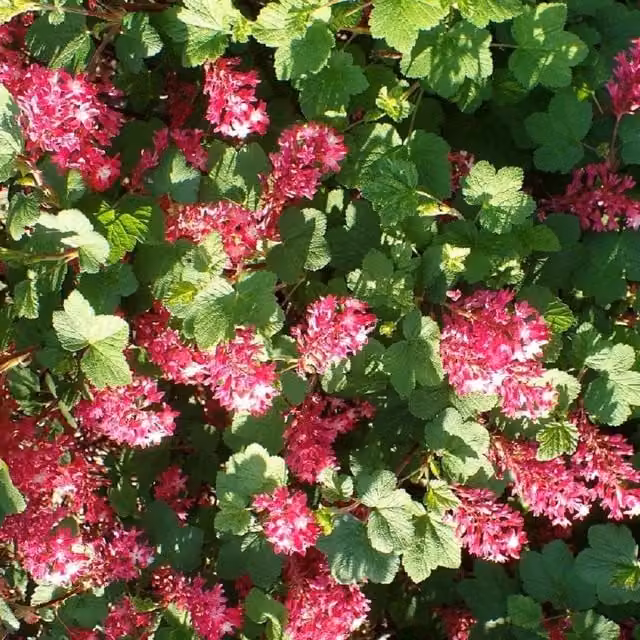 Direct Plants Ribes Pulborough Scarlet Pink Ornamental Garden Shrub