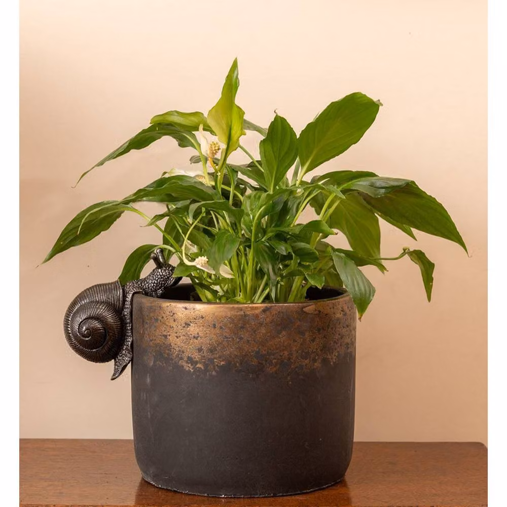Jardinopia Snail Plant Pot Hanger in Bronze, W: 5 cm, D: 10.5 cm, H: 7 cm – 4
