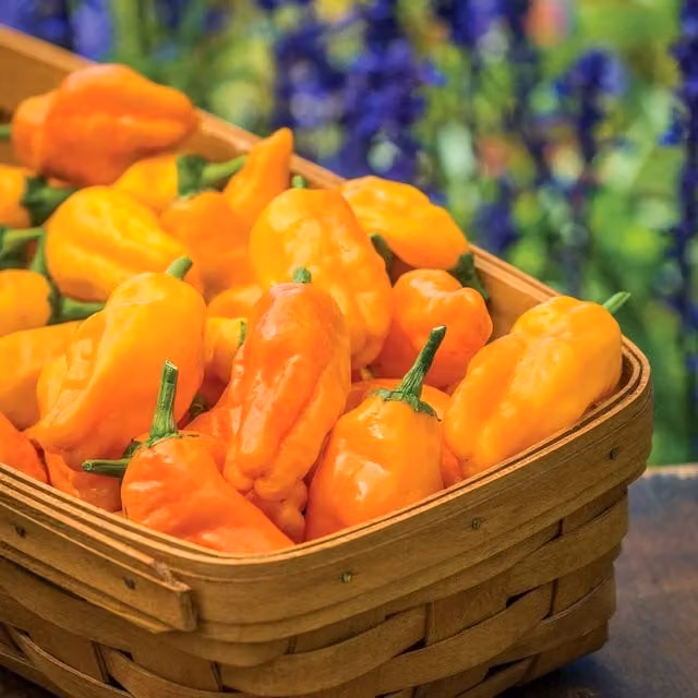 Marshalls Garden Orange Pepperoncini Chilli Pepper Seeds, Traditional Italian Variety, Red