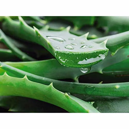 Thompson & Morgan Aloe Vera Succulent Perennial Indoor Houseplant, Green, 1x 15cm Potted Plant – 5