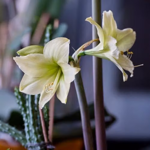 Thompson & Morgan Amaryllis Lemon Star Bulbs for Indoor Spring Flowering with Creamy Yellow Blooms – 2