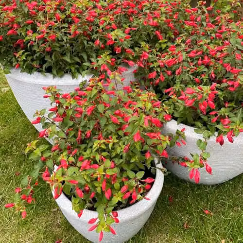Thompson and Morgan Fuchsia Chilli Red Hardy Compact Flowering Ornamental Shrub, Red, 3 Litre Pot – 3