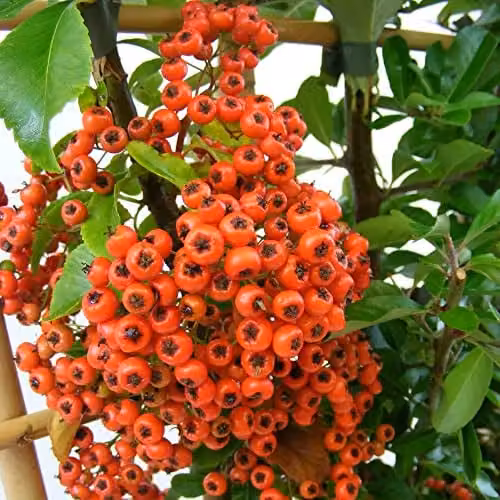 Thompson & Morgan Pyracantha Orange Glow Hardy Evergreen Shrub with Orange Berries in a 1.7L Pot