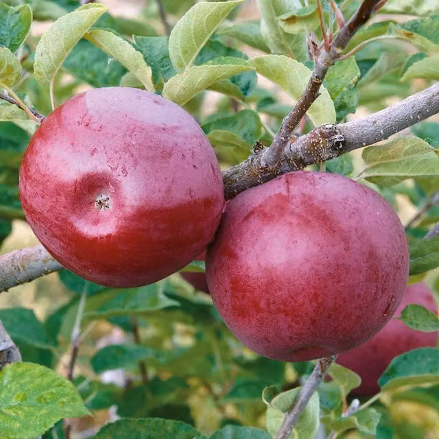 Marshalls Garden Red Apple McIntosh Columnar Fruit Tree