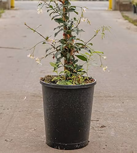 Thompson and Morgan Star Jasmine Trachelospermum Jasminoides Hardy Climbing Shrub with White Flowers, 9cm Pot – 4