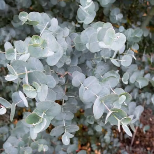 Thompson & Morgan Eucalyptus gunnii Azura Compact Hardy Cider Gum with Silvery-Blue Foliage, 6 x 9cm Potted Plants – 2
