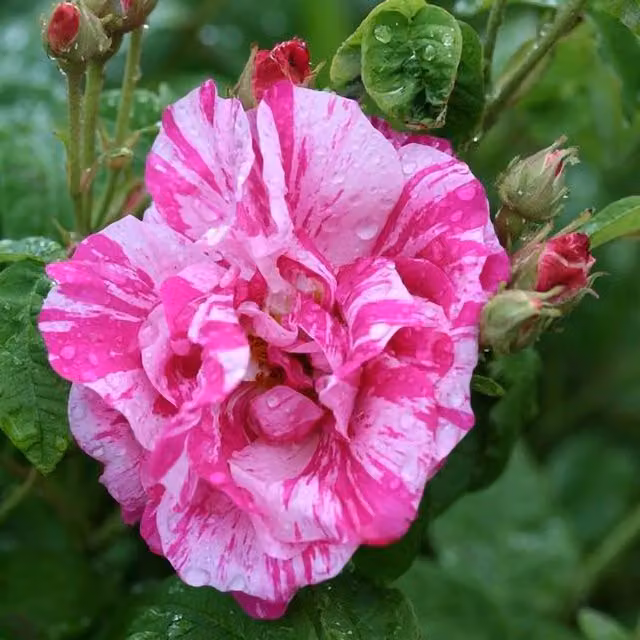 Plant Theory Gallica Versicolor Rose Bush, Highly Fragrant Pink Shrub in a 4L Pot