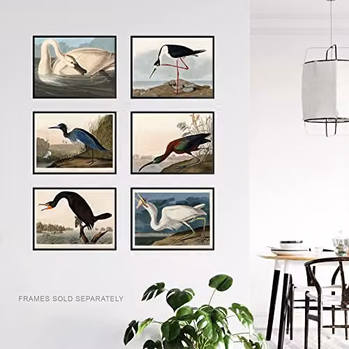 Artery8 Vintage Audubon Birds Collection Set of 6 Unframed Wall Art Paper Posters, Multicolour, W: 30.0 cm, H: 41.0 cm – 3