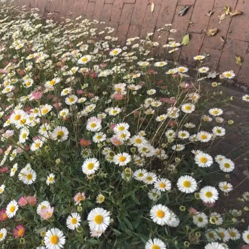 Thompson & Morgan Erigeron karvinskianus Profusion Mexican Fleabane White-yellow Flower Seeds, 150 Seeds – 1