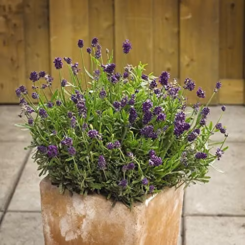 Thompson and Morgan Dwarf English Lavender Mini Blue Lavandula angustifolia Seeds, Purple Blooms, 1x Packet (Approx. 20 Seeds)
