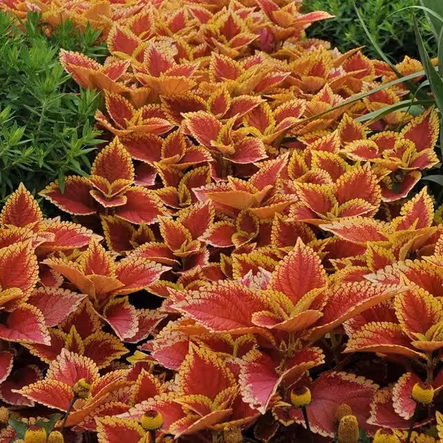 Set of 3 Plant Theory Trusty Rusty Coleus Scutellarioides Bedding Plants in 9cm Pots, Red, Green, Yellow and Multicolour