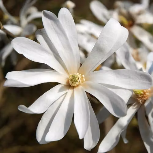 YouGarden White Magnolia Stellata Star Magnolia Standard Ornamental Tree, Height: 70 cm – 3