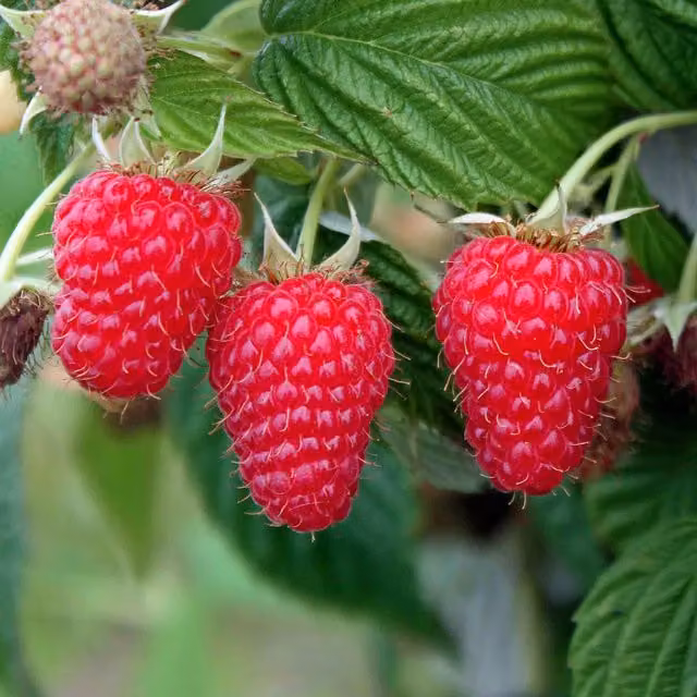 Marshalls Garden Summer Lovers Patio Gold Raspberry Bush, High-Yield Perennial Fruit Plant, 9cm Pot