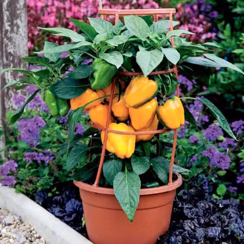 Thompson & Morgan Liberty Belle Sweet Pepper Seeds, High-Yield Hybrid Compact Variety for Containers, Green, Yellow and Orange – 2