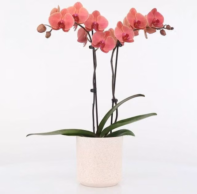 Primrose Pink Phalaenopsis Asian Coral Moth Orchid in a 12cm Pot, Height: 65 cm