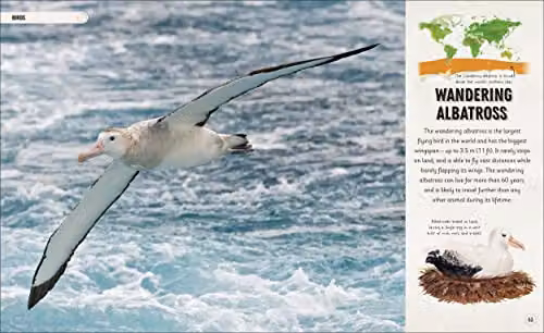 DK Amazing Earth Amazing Animal Journeys: The Most Incredible Migrations in the Natural World Multicolour Paper Book – 4