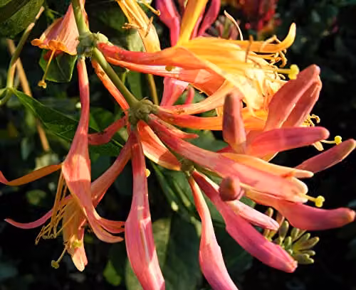 Thompson and Morgan Lonicera x heckrottii Gold Flame American Beauty Fragrant Pink-Orange Climbing Shrub, 1 x 3 Litre Potted Plant