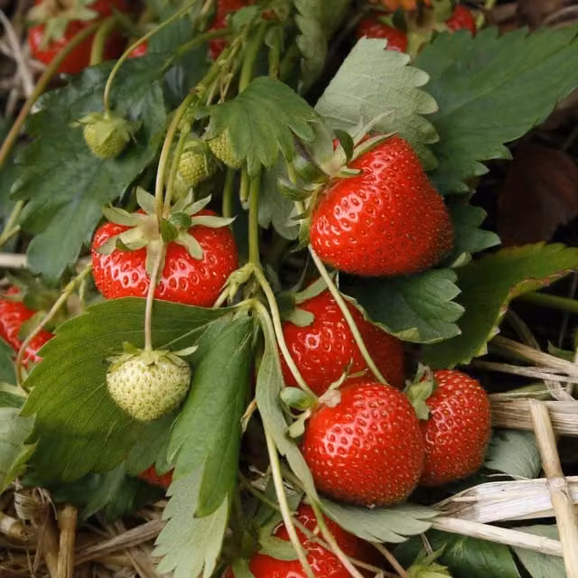 Marshalls Strawberry Christine Red Perennial Berry Bush, 10 Pack