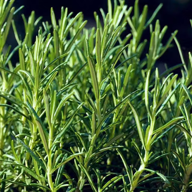 Unwins Rosemary Herb Seeds for Spring and Summer Planting