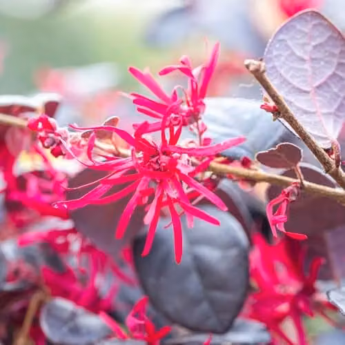 YouGarden Loropetalum Chinese Witch Hazel Black Pearl Ornamental Shrub in 15cm Pot – 1