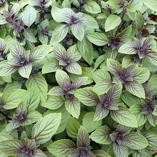 Set of 3 Magic Mountain Basil Herb Garden Plants in 9cm Pots, Green and Purple
