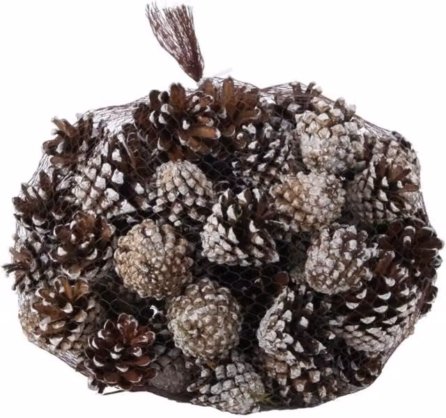 White Tipped Pinus Silvestris Cones, 1kg, White and Brown