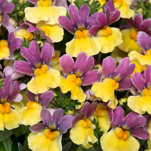 Plants By Post Nemesia Lady Lucy Bedding Plants, Pack of 3, Plum Purple