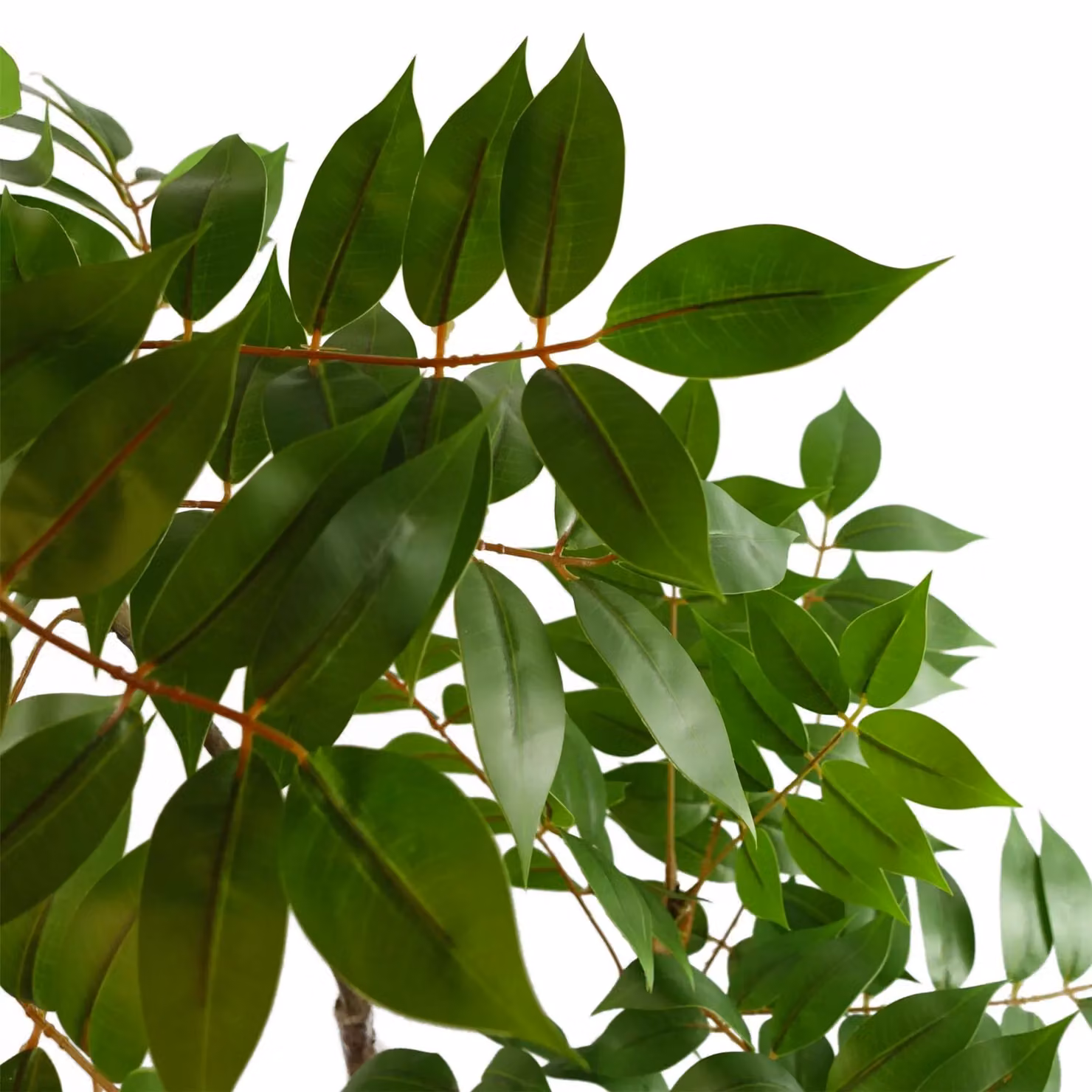 Leaf Artificial Toona Sinensis Potted Tree in Green, Height: 65 cm – 6