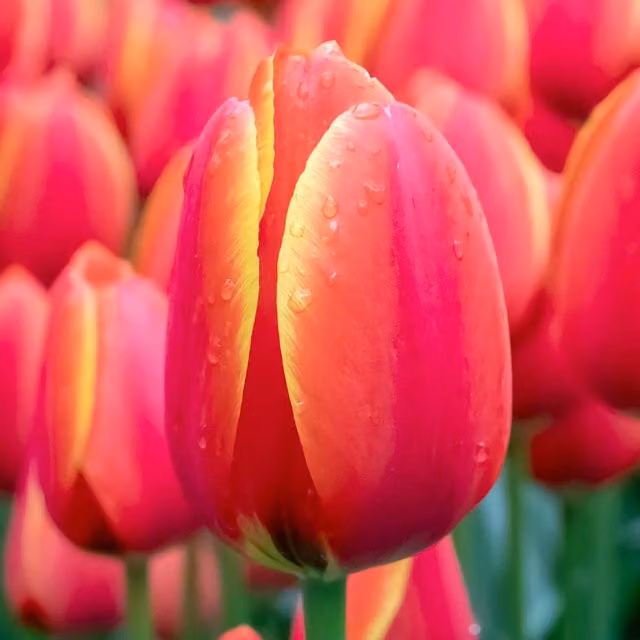 Marshalls Garden Tulip Worlds Favourite Bulb, Orange and Yellow