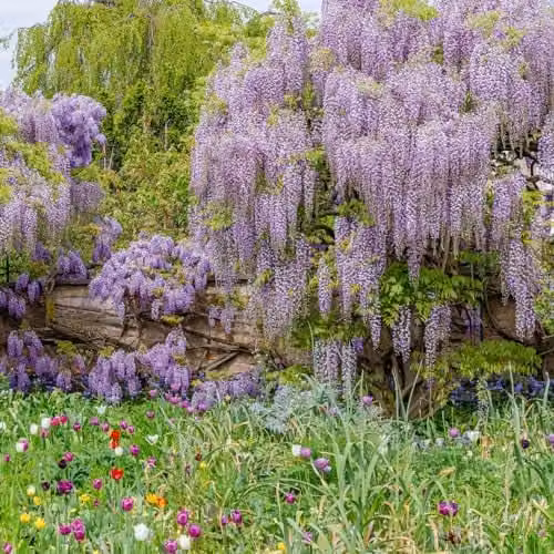 Thompson & Morgan Lavender Lace Wisteria Ornamental Climber, Purple, 3 Litre Potted Plant – 1