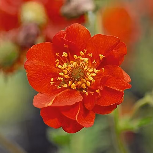 Thompson and Morgan Geum Mrs Bradshaw Hardy Perennial Flowering Garden Plant, 24 x Plug Plants, Red